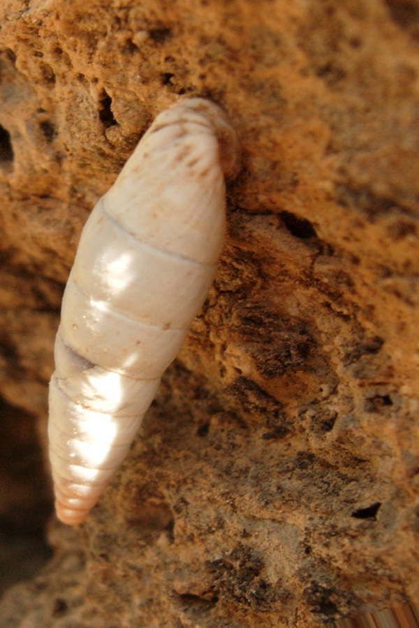 Albinaria eburnea (Pfeiffer, 1854)